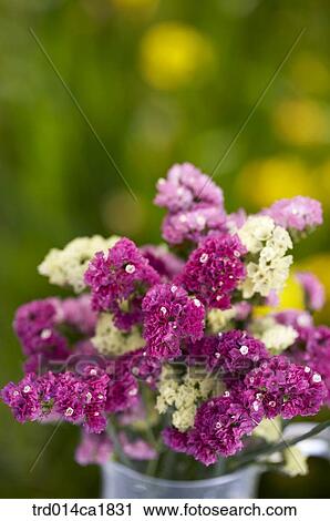 outdoor, garden, day, daytime, stilllife, flower, plant View Large Photo Image Stock Image - outdoor, garden, day, daytime, stilllife, flower, plant. Fotosearch