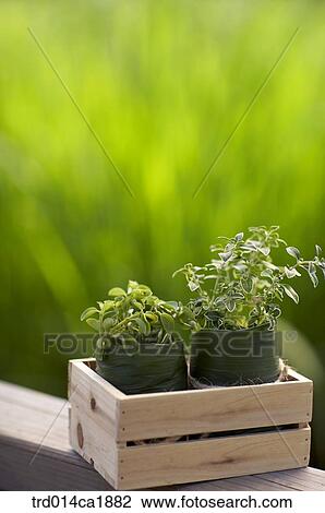 outdoor, garden, day, daytime, stilllife, flowerpot View Large Photo Image Stock Image - outdoor, garden, day, daytime, stilllife, flowerpot. Fotosearch