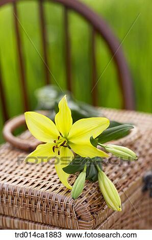 outdoor, garden, day, daytime, stilllife, basket, flower View Large Photo Image Stock Image - outdoor, garden, day, daytime, stilllife, basket, flower. Fotosearch