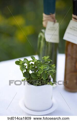 outdoor, garden, day, daytime, stilllife, table, flowerpot View Large Photo Image Stock Photo - outdoor, garden, day, daytime, stilllife, table, flowerpot. Fotosearch