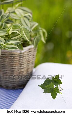 outdoor, garden, day, daytime, stilllife, flowerpot, flowers View Large Photo Image Stock Photograph - outdoor, garden, day, daytime, stilllife, flowerpot, flowers. Fotosearch