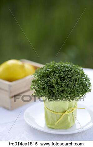 outdoor, garden, day, daytime, stilllife, table, flowerpot View Large Photo Image Stock Photography - outdoor, garden, day, daytime, stilllife, table, flowerpot. Fotosearch