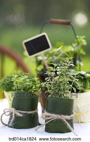 severalthings, outdoor, garden, day, daytime, stilllife, plant View Large Photo Image Picture - severalthings, outdoor, garden, day, daytime, stilllife, plant. Fotosearch