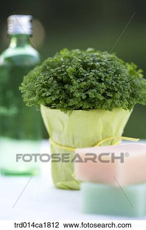 severalthings, outdoor, garden, day, daytime, stilllife, table View Large Photo Image Stock Image - severalthings, outdoor, garden, day, daytime, stilllife, table. Fotosearch