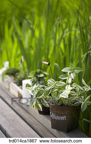 severalthings, outdoor, garden, day, daytime, stilllife, plant View Large Photo Image Stock Photo - severalthings, outdoor, garden, day, daytime, stilllife, plant. Fotosearch