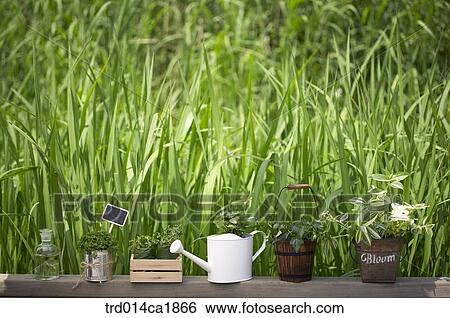 Stock Photograph - severalthings, outdoor, garden, day, daytime, stilllife, plant. Fotosearch