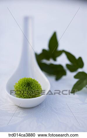 spoon, plant, vegetation, leaf, leaves, foliage, leafage View Large Photo Image Stock Image - spoon, plant, vegetation, leaf, leaves, foliage, leafage. Fotosearch