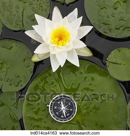 compass, still, stilllife, still-life, direction, bearings, water View Large Photo Image Stock Image - compass, still, stilllife, still-life, direction, bearings, water. Fotosearch