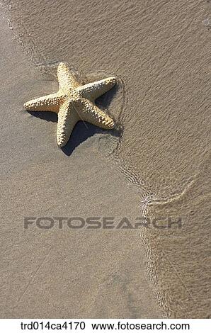 sea, sandybeach, sands, beachwithwhitesands, starfish, sand, starfishshape View Large Photo Image Stock Image - sea, sandybeach, sands, beachwithwhitesands, starfish, sand, starfishshape. Fotosearch