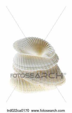 shellfish, clamshell, clamshell, stack, summer, object, studioshot View Large Photo Image Stock Image - shellfish, clamshell, clamshell, stack, summer, object, studioshot. Fotosearch