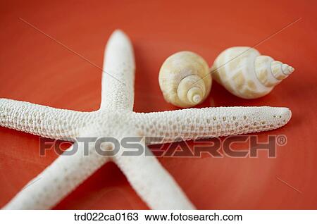 starfish, starfish, shape, studio, studioshot, summer, well-being View Large Photo Image Stock Image - starfish, starfish, shape, studio, studioshot, summer, well-being. Fotosearch
