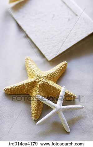 starfish, starfishshape, album, book View Large Photo Image Stock Photo - starfish, starfishshape, album, book. Fotosearch