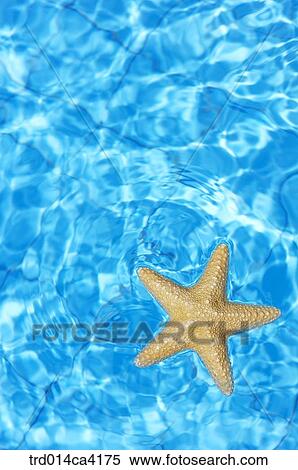 swimmingplace, swimmingpool, water, starfish, starfishshape View Large Photo Image Stock Photography - swimmingplace, swimmingpool, water, starfish, starfishshape. Fotosearch