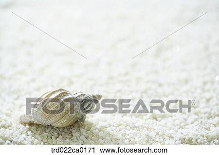 turbanshell, topshell, turbo, wreathshell, sand, summer View Large Photo Image Stock Image - turbanshell, topshell, turbo, wreathshell, sand, summer. Fotosearch