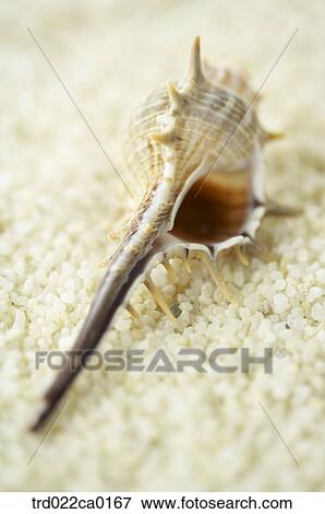 turbanshell, topshell, turbo, wreathshell, summer, sand View Large Photo Image Stock Photo - turbanshell, topshell, turbo, wreathshell, summer, sand. Fotosearch