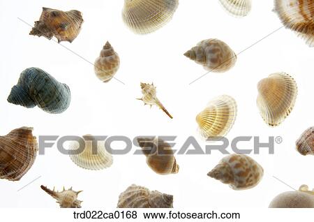 turbanshell, topshell, turbo, shellfish, clamshell, clamshell, wreathshell View Large Photo Image Stock Photo - turbanshell, topshell, turbo, shellfish, clamshell, clamshell, wreathshell. Fotosearch