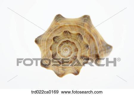 Stock Photo - turbanshell, topshell, turbo, wreathshell, spiral, summer, object. Fotosearch