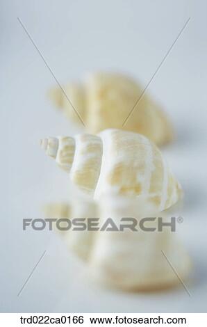 Stock Photograph - turbanshell, topshell, turbo, wreathshell, severalthings, summer, object. Fotosearch