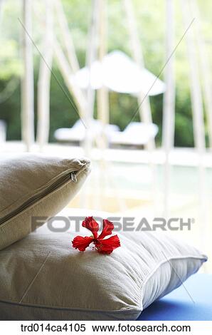 cushion, chair, beachchair, parasol, plant, vegetation, tree View Large Photo Image Stock Photography - cushion, chair, beachchair, parasol, plant, vegetation, tree. Fotosearch