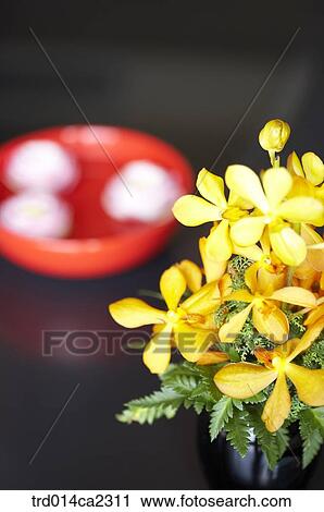 Stock Image - indoor, plant, vegetation, flower, yellow, flowers. Fotosearch
