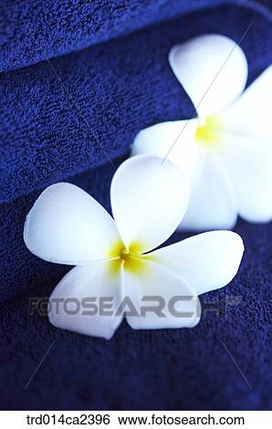 Stock Photograph - indoor, plant, vegetation, flower, white, flower. Fotosearch