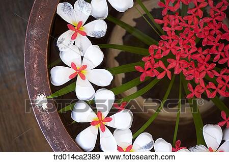 indoor, stilllife, vessel, receptacle, container, water, flower View Large Photo Image Stock Photo - indoor, stilllife, vessel, receptacle, container, water, flower. Fotosearch