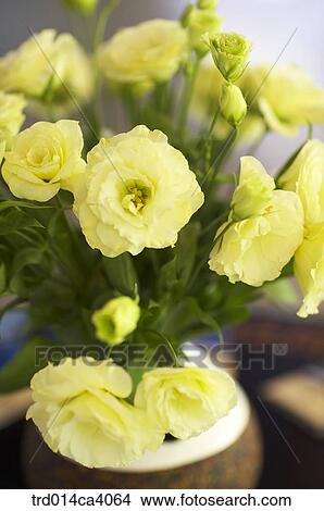 plant, vegetation, flower, blossom, bloom, floral, yellow View Large Photo Image Picture - plant, vegetation, flower, blossom, bloom, floral, yellow. Fotosearch