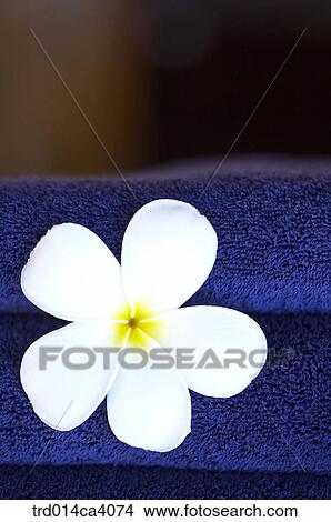 plant, vegetation, flower, blossom, bloom, floral, indoor View Large Photo Image Picture - plant, vegetation, flower, blossom, bloom, floral, indoor. Fotosearch