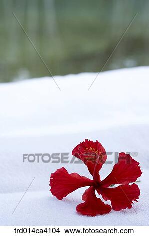 plant, vegetation, flower, blossom, bloom, floral, petal View Large Photo Image Picture - plant, vegetation, flower, blossom, bloom, floral, petal. Fotosearch