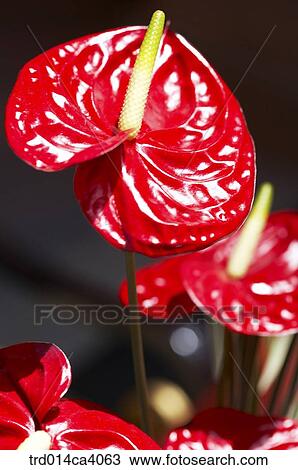 plant, vegetation, flower, blossom, bloom, floral, pistil View Large Photo Image Stock Image - plant, vegetation, flower, blossom, bloom, floral, pistil. Fotosearch