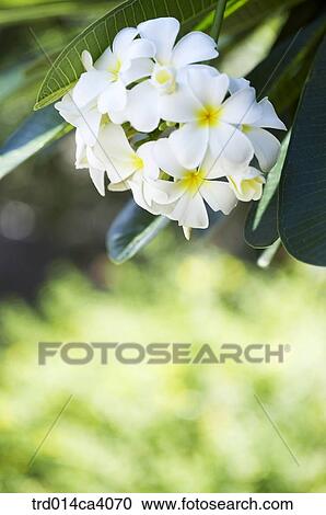 plant, vegetation, flower, blossom, bloom, floral, bunch View Large Photo Image Stock Image - plant, vegetation, flower, blossom, bloom, floral, bunch. Fotosearch