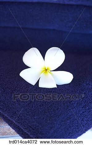 Stock Image - plant, vegetation, flower, blossom, bloom, floral, indoor. Fotosearch
