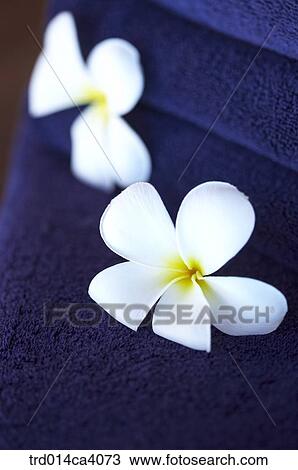 plant, vegetation, flower, blossom, bloom, floral, indoor View Large Photo Image Stock Image - plant, vegetation, flower, blossom, bloom, floral, indoor. Fotosearch