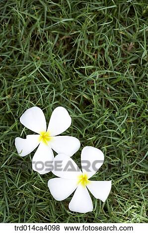 plant, vegetation, flower, blossom, bloom, floral, petal View Large Photo Image Stock Photo - plant, vegetation, flower, blossom, bloom, floral, petal. Fotosearch