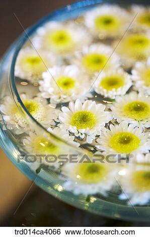 plant, vegetation, flower, blossom, bloom, floral, dandelion View Large Photo Image Stock Photograph - plant, vegetation, flower, blossom, bloom, floral, dandelion. Fotosearch