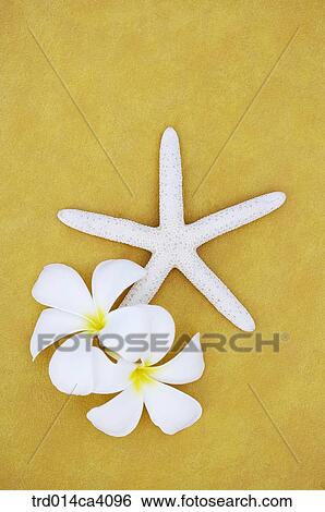plant, vegetation, flower, blossom, bloom, floral, petal View Large Photo Image Stock Photograph - plant, vegetation, flower, blossom, bloom, floral, petal. Fotosearch