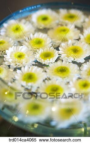 plant, vegetation, flower, blossom, bloom, floral, dandelion View Large Photo Image Stock Photography - plant, vegetation, flower, blossom, bloom, floral, dandelion. Fotosearch
