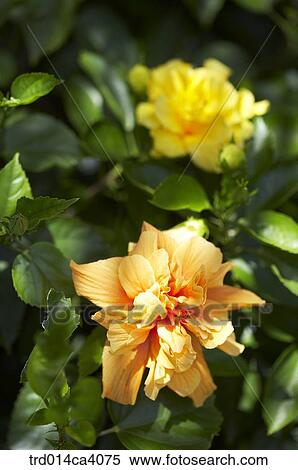 plant, vegetation, flower, blossom, bloom, floral, outdoor View Large Photo Image Stock Photography - plant, vegetation, flower, blossom, bloom, floral, outdoor. Fotosearch
