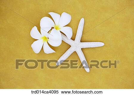 plant, vegetation, flower, blossom, bloom, floral, petal View Large Photo Image Stock Photography - plant, vegetation, flower, blossom, bloom, floral, petal. Fotosearch