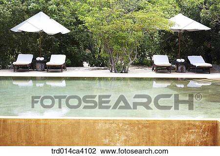 Stock Image - plant, vegetation, tree, wood, parasol, reflection, reflecting. Fotosearch