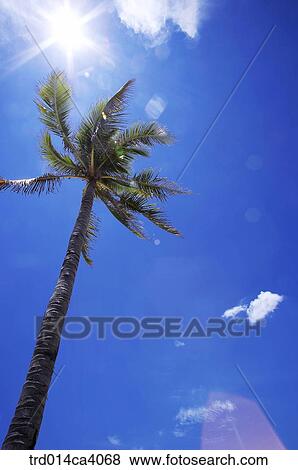 plant, vegetation, tree, wood, coconutpalm, coconuttree, wood View Large Photo Image Stock Photo - plant, vegetation, tree, wood, coconutpalm, coconuttree, wood. Fotosearch