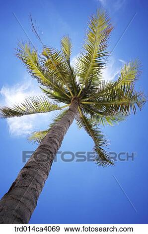 plant, vegetation, tree, wood, coconutpalm, coconuttree, wood View Large Photo Image Stock Photo - plant, vegetation, tree, wood, coconutpalm, coconuttree, wood. Fotosearch