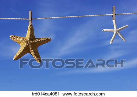 rope, cord, string, line, clothesline, washline, cord View Large Photo Image Stock Image - rope, cord, string, line, clothesline, washline, cord. Fotosearch