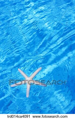 swimmingplace, swimmingpool, star, starshape, day, daytime, daylight View Large Photo Image Stock Image - swimmingplace, swimmingpool, star, starshape, day, daytime, daylight. Fotosearch