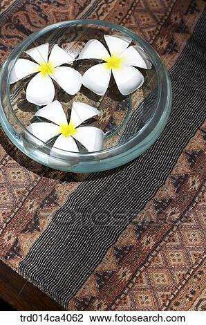 water, indoor, plant, vegetation, flower, blossom, bloom View Large Photo Image Stock Image - water, indoor, plant, vegetation, flower, blossom, bloom. Fotosearch