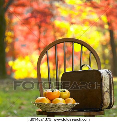 bag, fall, basket, persimmon, fruit, suitcase, autumn View Large Photo Image Stock Photography - bag, fall, basket, persimmon, fruit, suitcase, autumn. Fotosearch