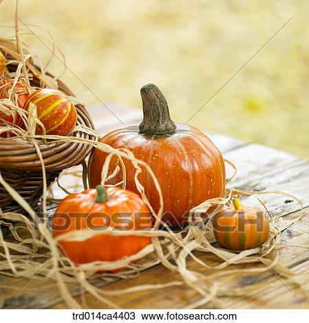 basket, fall, pumpkin, greens, vegetables, autumn View Large Photo Image Stock Image - basket, fall, pumpkin, greens, vegetables, autumn. Fotosearch