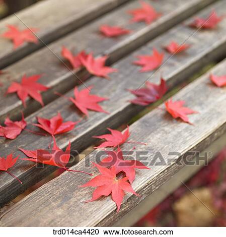 bench, chair, mapleleaf, maple, leaves, red, autumn View Large Photo Image Stock Image - bench, chair, mapleleaf, maple, leaves, red, autumn. Fotosearch