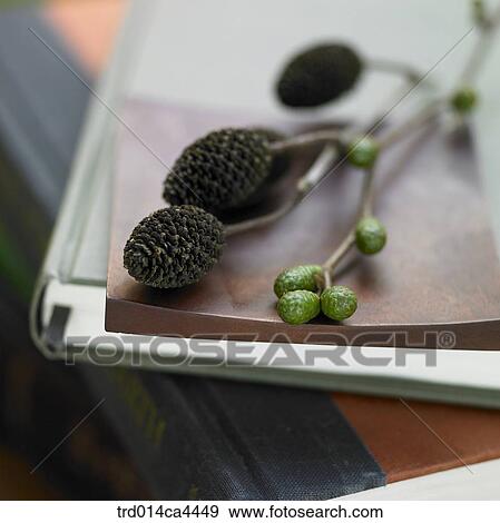 Stock Photo - book, branch, branchesoftree, bough, twig, sprig, fruit. Fotosearch