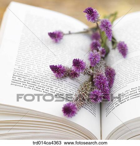 Stock Image - book, flower, blossom, bloom, floral, purple, plant. Fotosearch